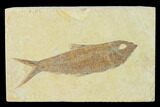 Detailed Fossil Fish (Knightia) - Wyoming #137966-1